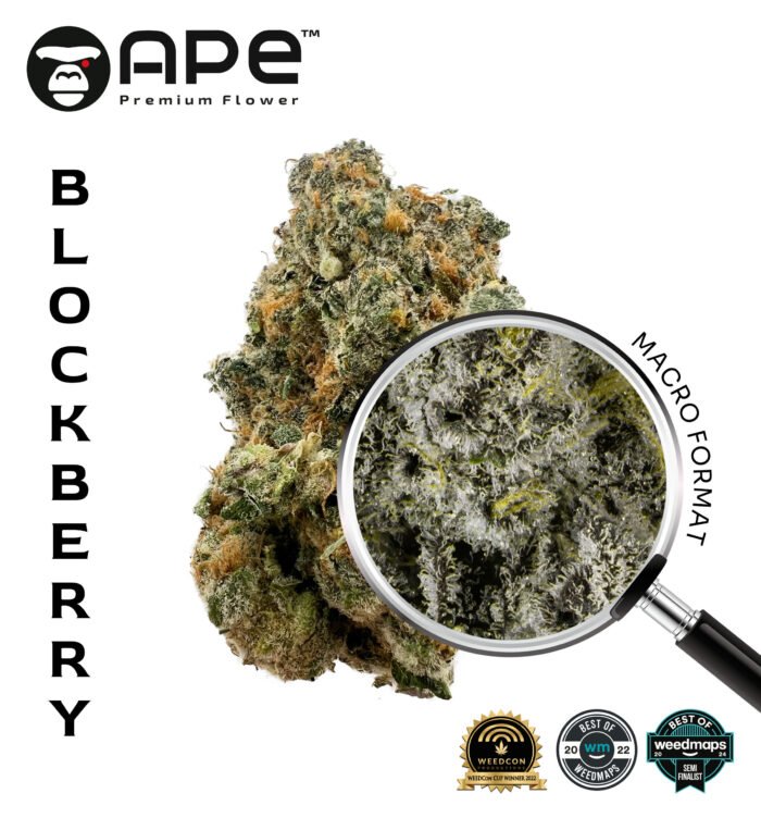 Blockberry APE THCA Flower – Sweet berry flavor with high THCA potency, available for home delivery.