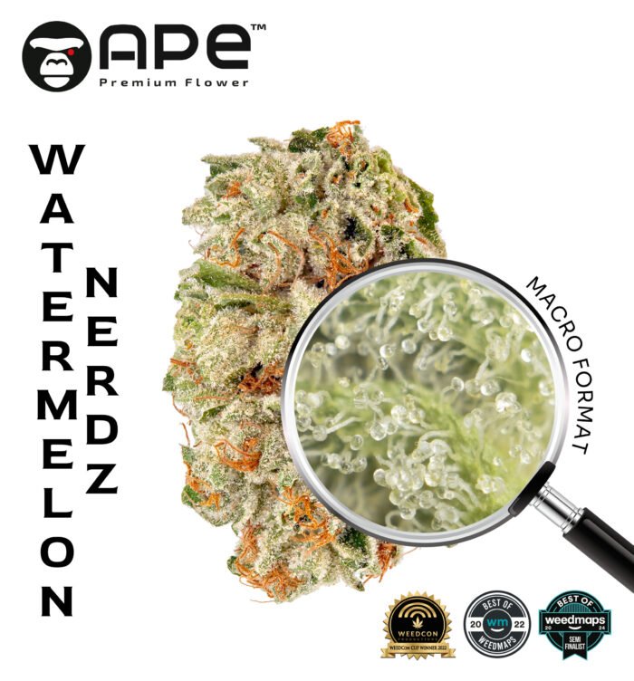 Watermelon Nerdz APE THCA Flower – Sweet watermelon flavor with high THCA potency, available for delivery.