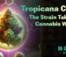 Buy Tropicana Cherry cannabis strain online – high THC, fruity flavor, and relaxing effects. Home delivery available