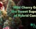 Wild Cherry Gelato – Premium THCA flower with wild cherry and creamy gelato flavor, available for home delivery