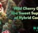 Wild Cherry Gelato – Premium THCA flower with wild cherry and creamy gelato flavor, available for home delivery